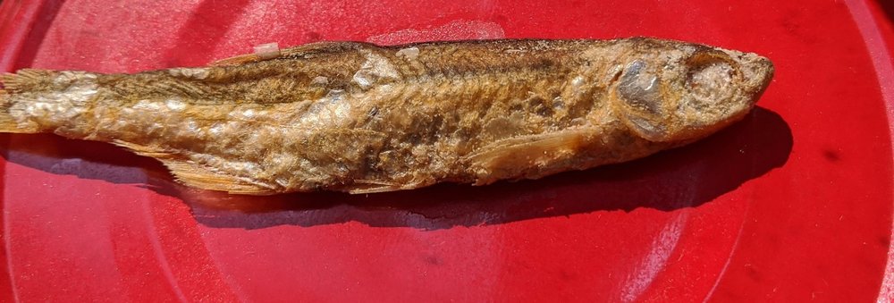 Сушеная рыбка.jpg