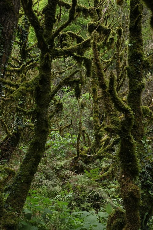 Лес Цветущих Мхов.jpg