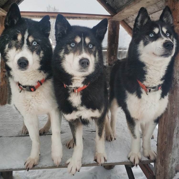 Енисей, Ермак и Евфрат.jpg